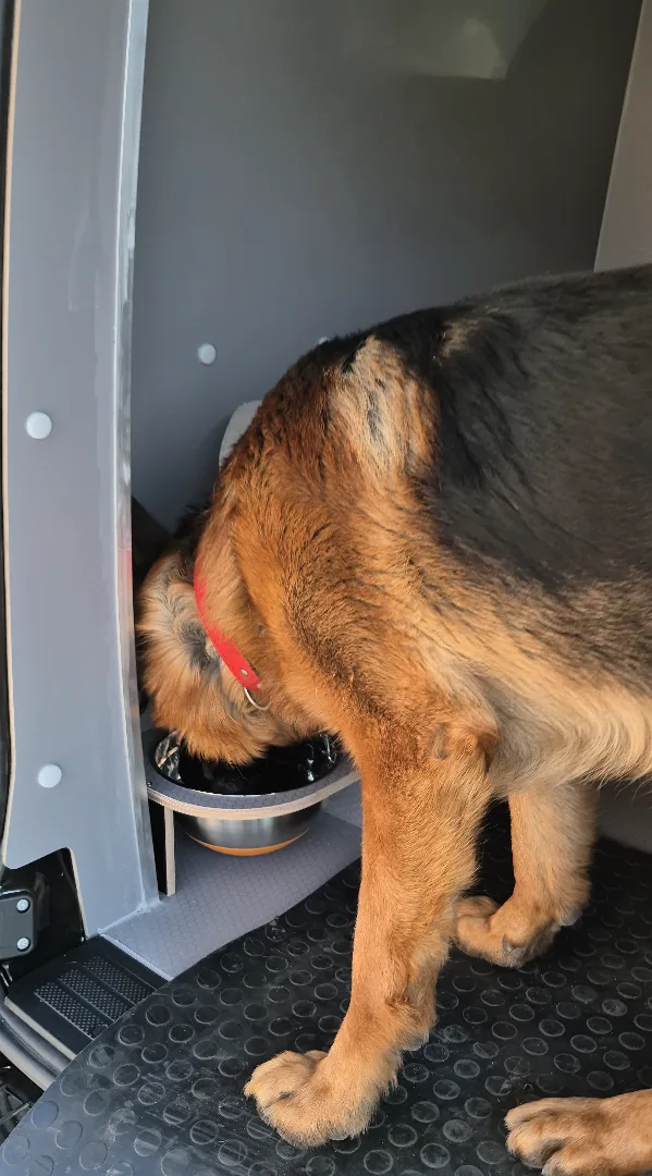 Comfort and safety for dogs