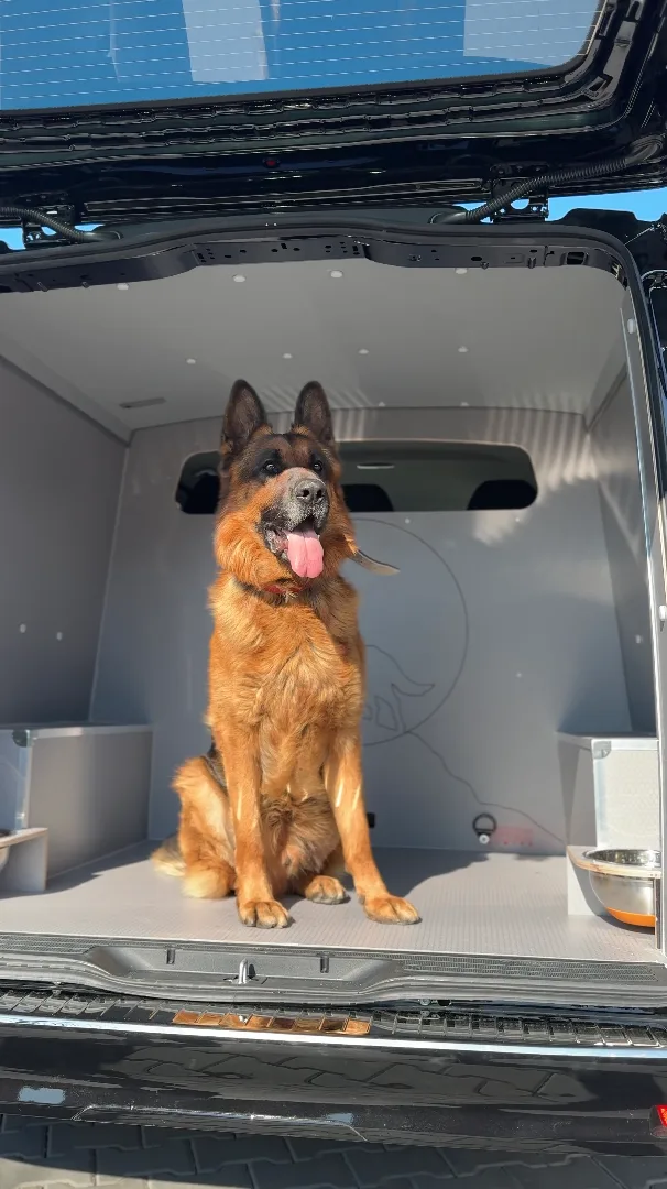 Comfort and safety for dogs